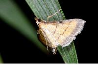 物種:Cnaphalocrocis medinalis 攝影:吳士緯